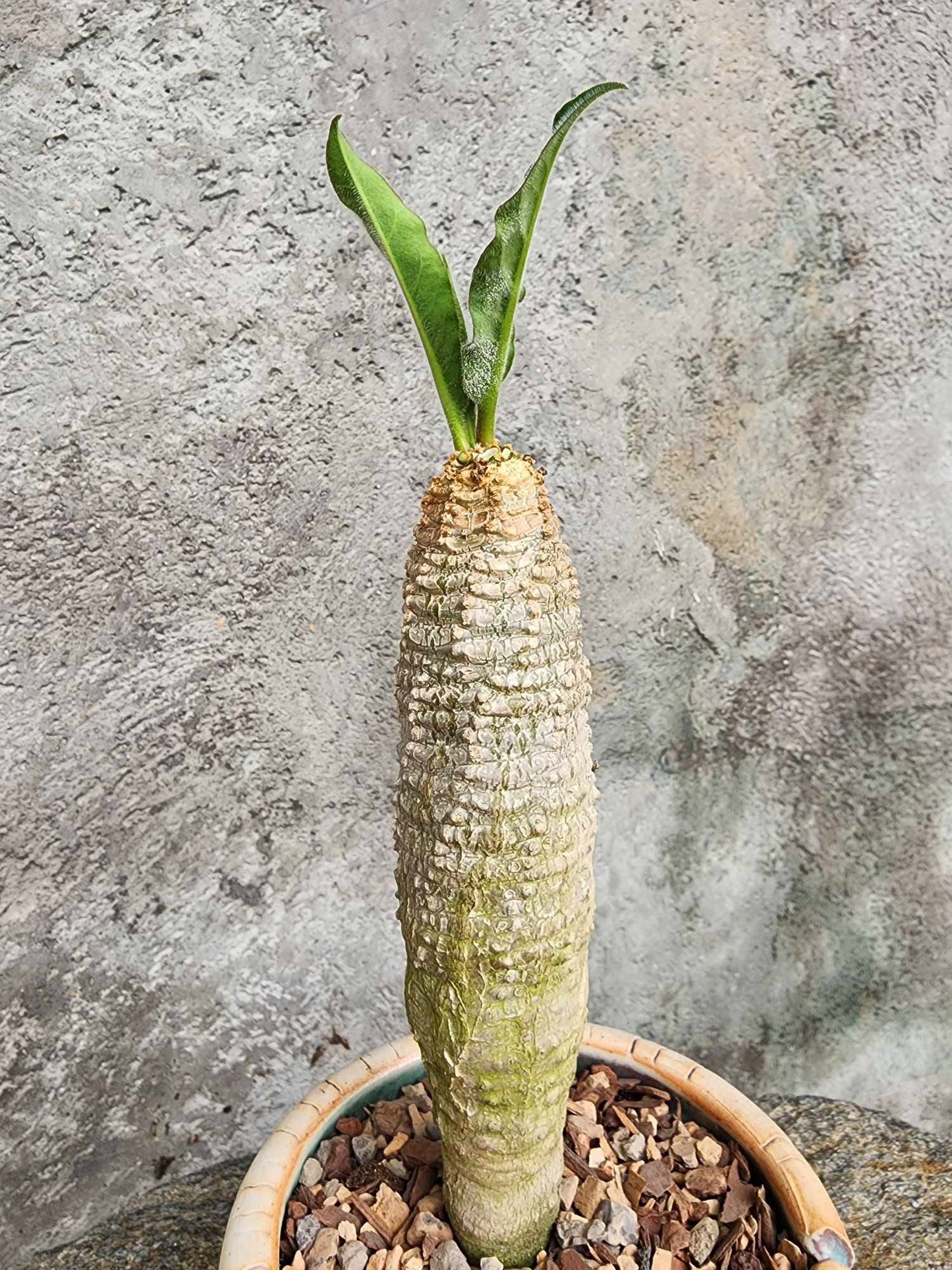 Euphorbia ankarensis