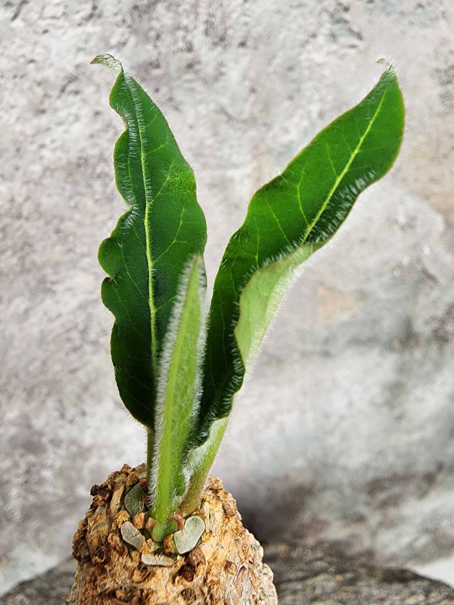 Euphorbia ankarensis