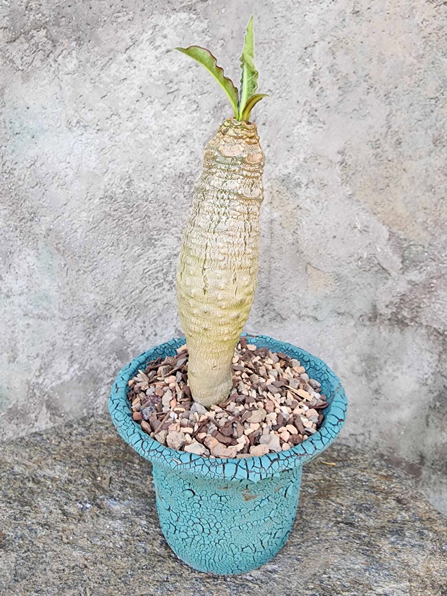 Euphorbia ankarensis