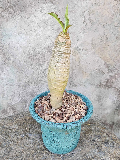 Euphorbia ankarensis