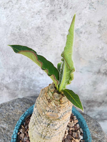 Euphorbia ankarensis