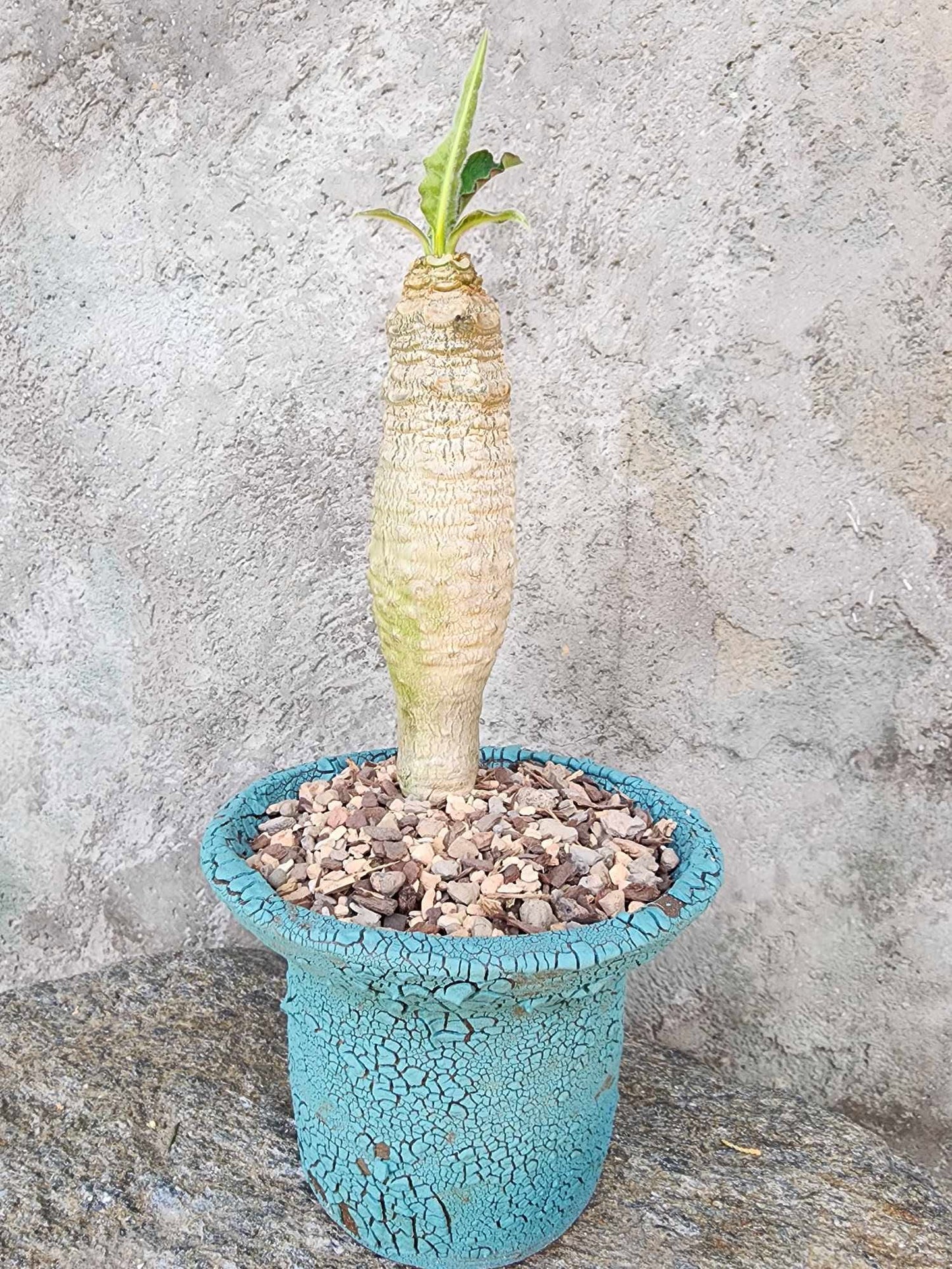 Euphorbia ankarensis