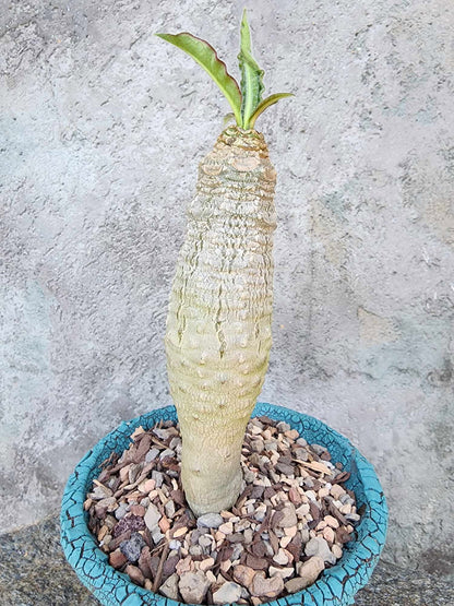Euphorbia ankarensis
