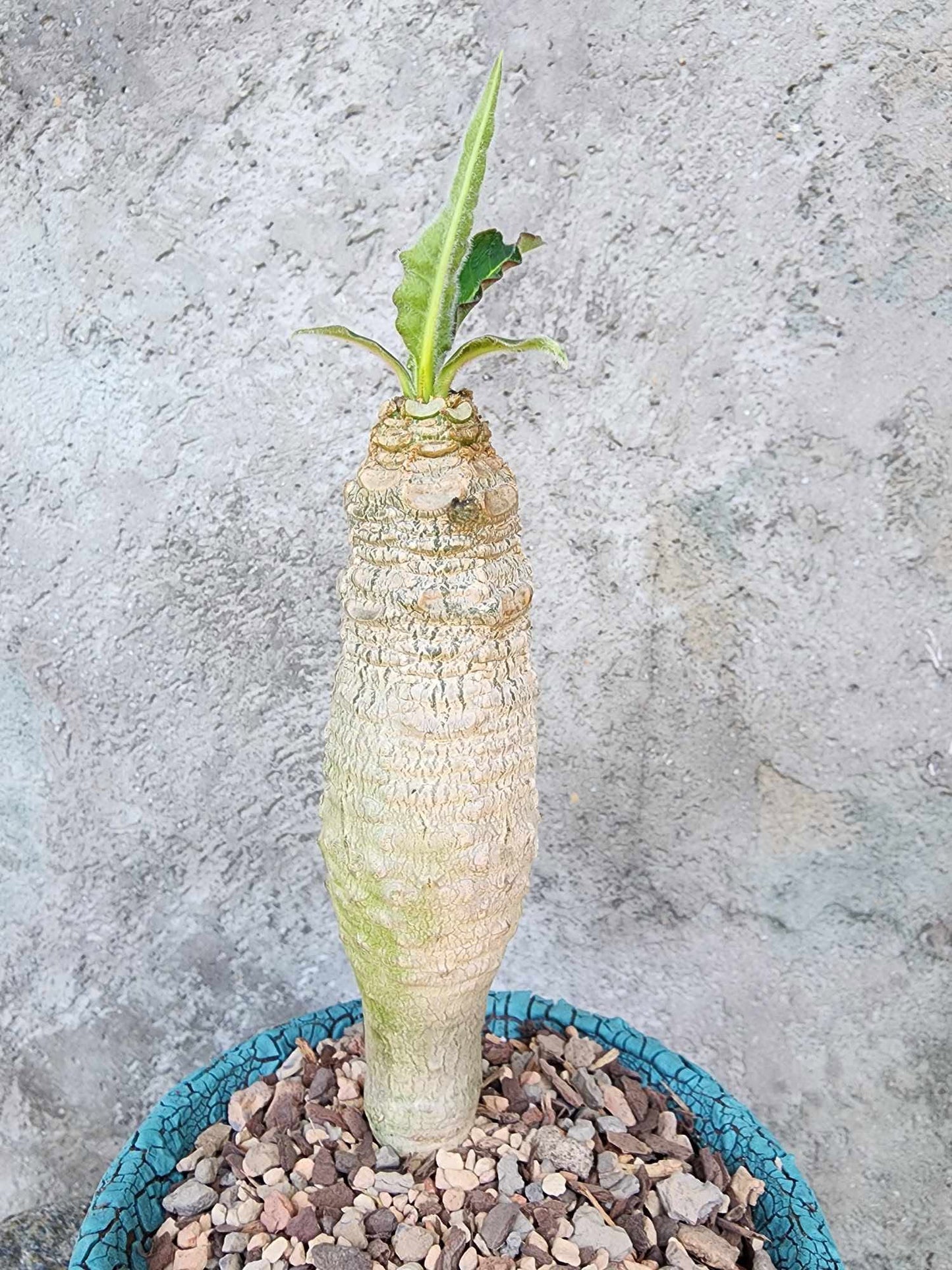 Euphorbia ankarensis