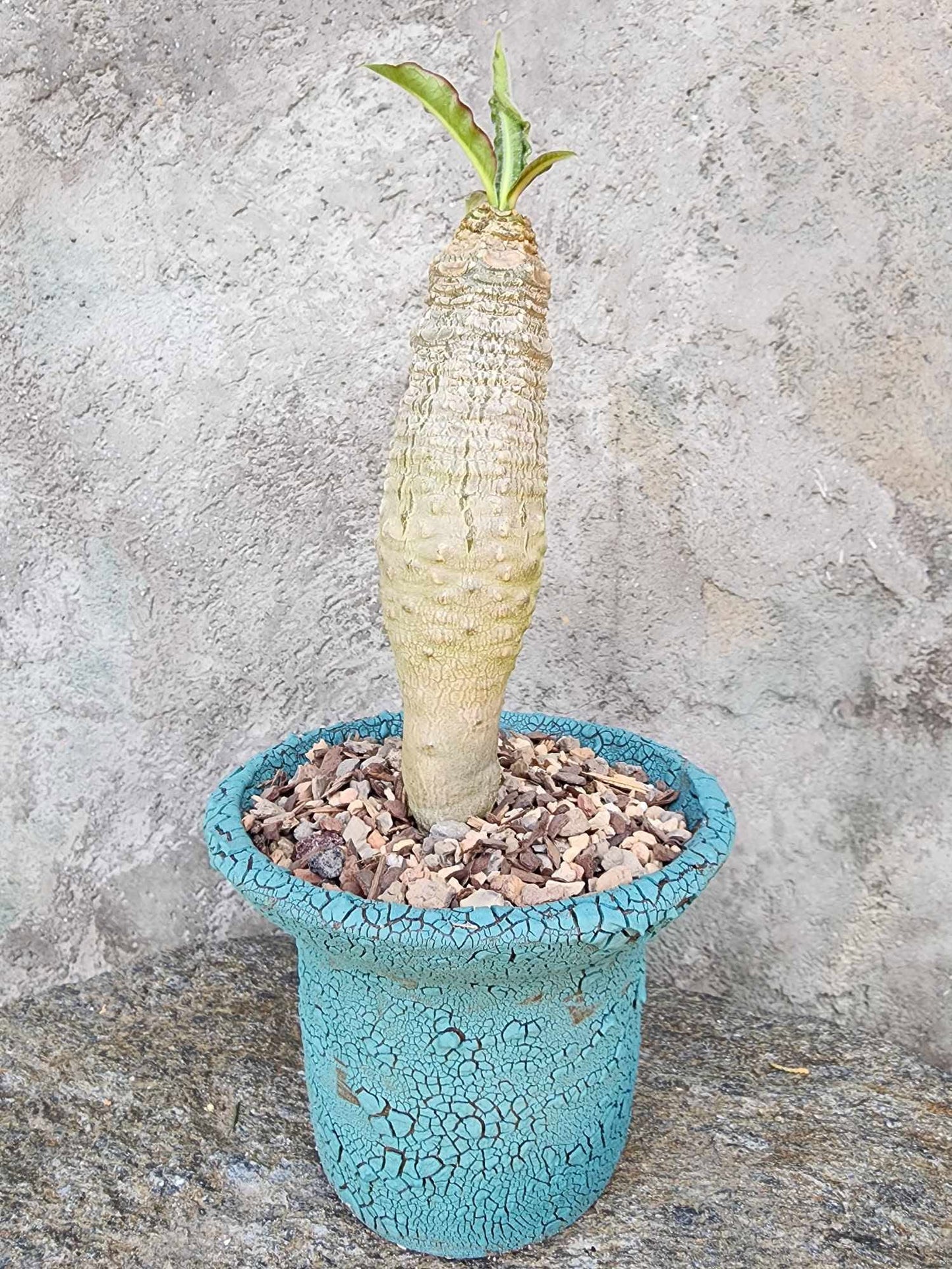 Euphorbia ankarensis