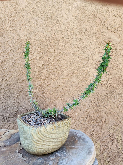 Euphorbia beharensis