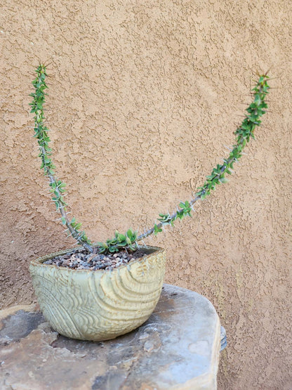 Euphorbia beharensis
