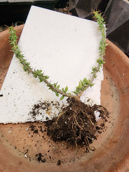 Euphorbia beharensis
