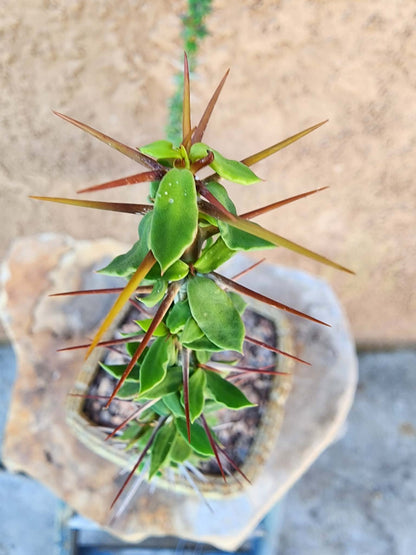 Euphorbia beharensis