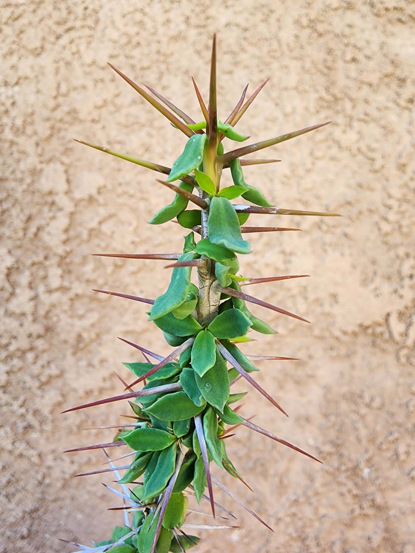 Euphorbia beharensis
