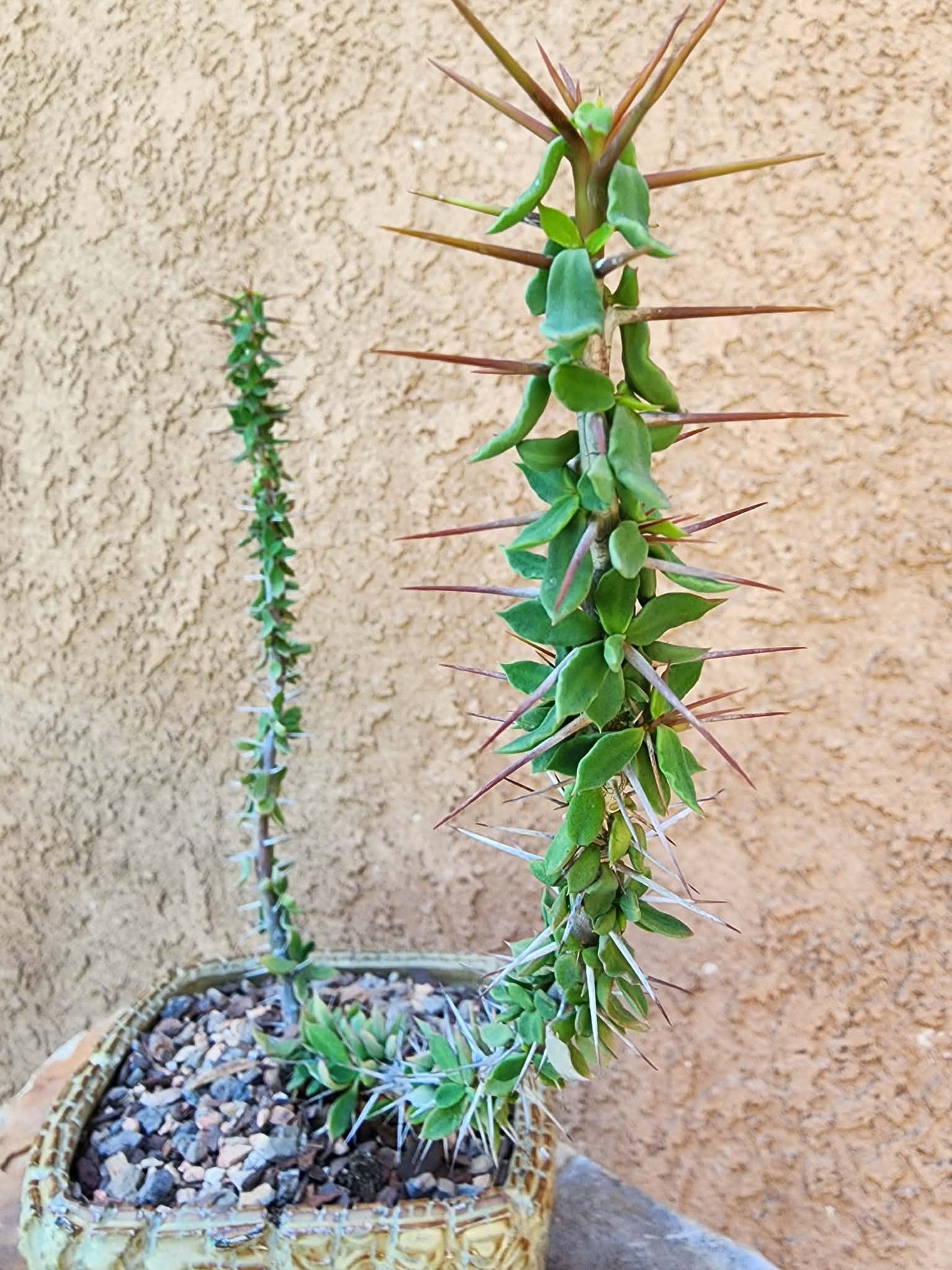 Euphorbia beharensis