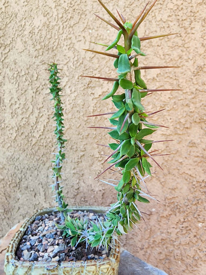 Euphorbia beharensis