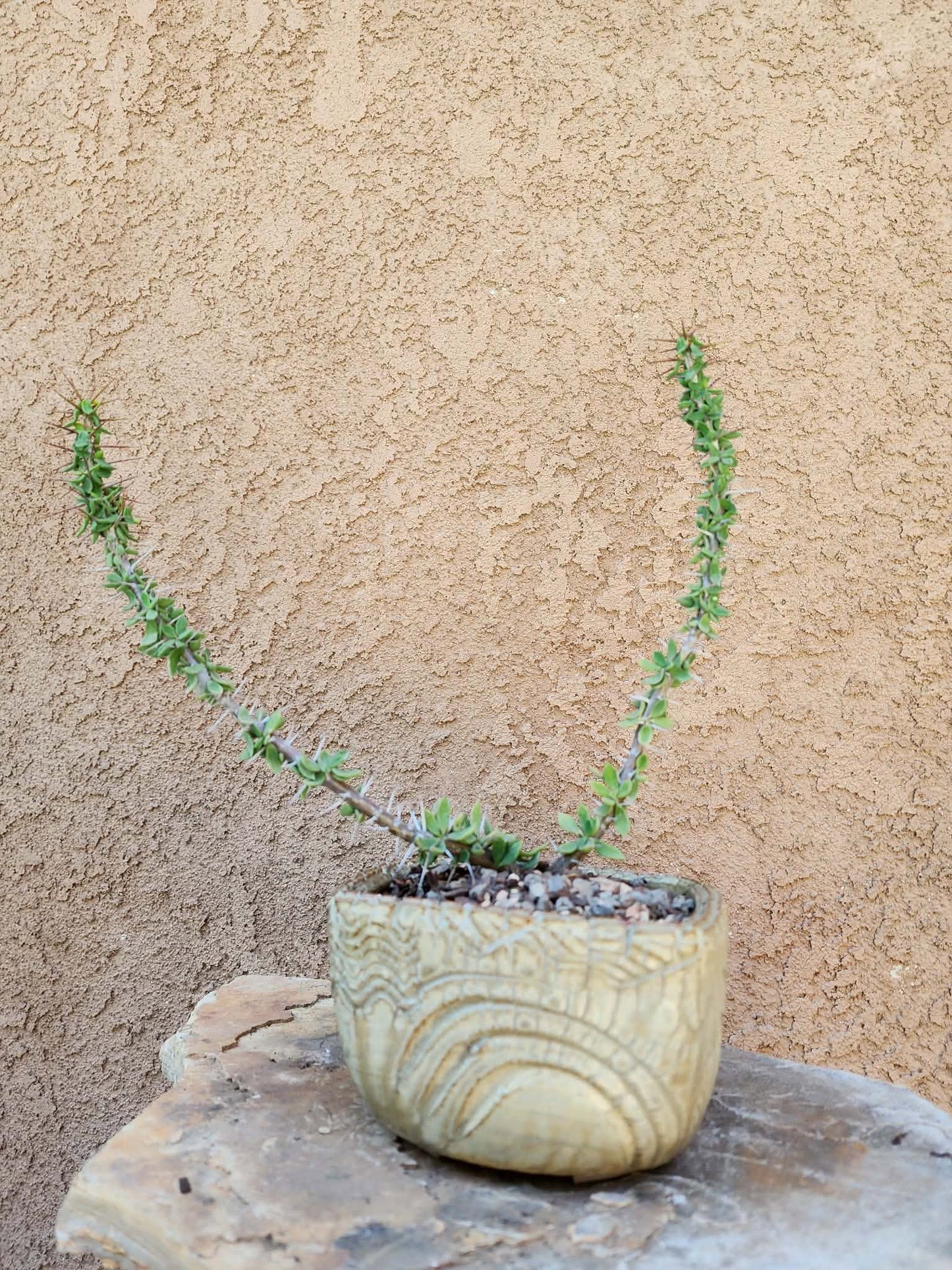 Euphorbia beharensis