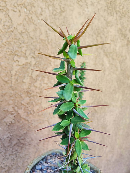 Euphorbia beharensis