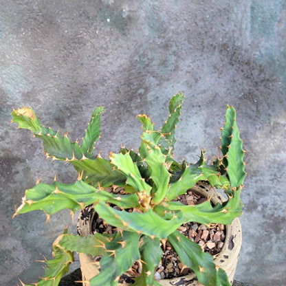 Euphorbia clavigera f. persistens - BIG - Seed Grown