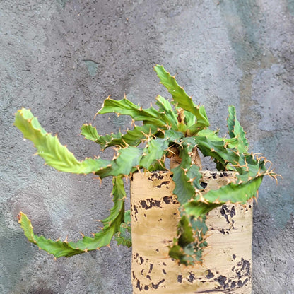 Euphorbia clavigera f. persistens - BIG - Seed Grown