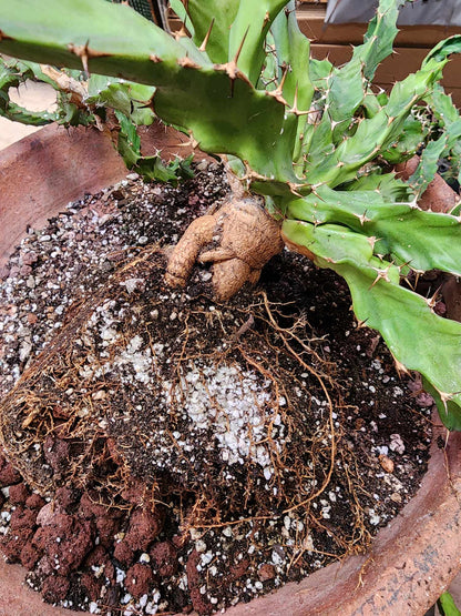 Euphorbia clavigera f. persistens - BIG - Seed Grown