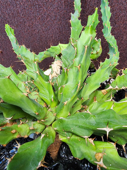 Euphorbia clavigera f. persistens - BIG - Seed Grown