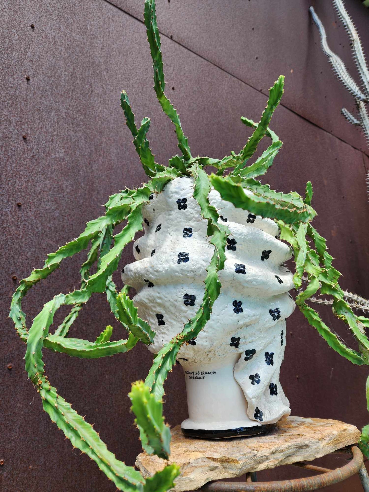 Euphorbia clavigera f. persistens - BIG - Seed Grown