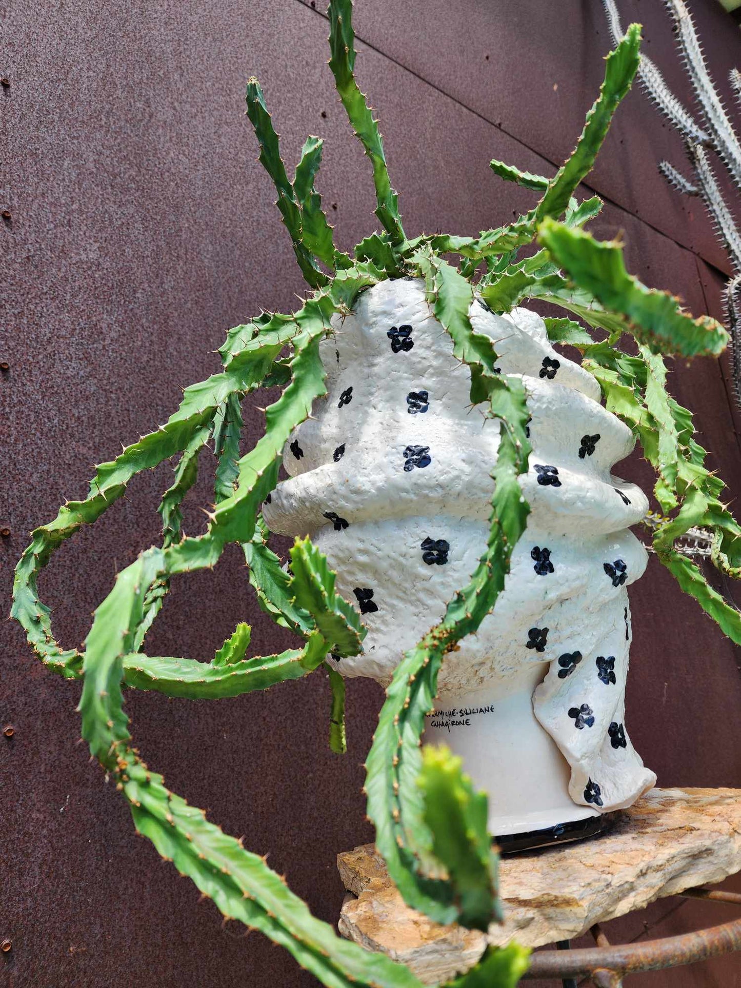 Euphorbia clavigera f. persistens - BIG - Seed Grown