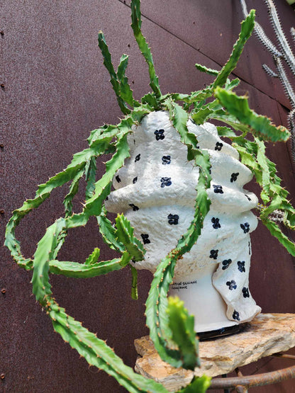 Euphorbia clavigera f. persistens - BIG - Seed Grown
