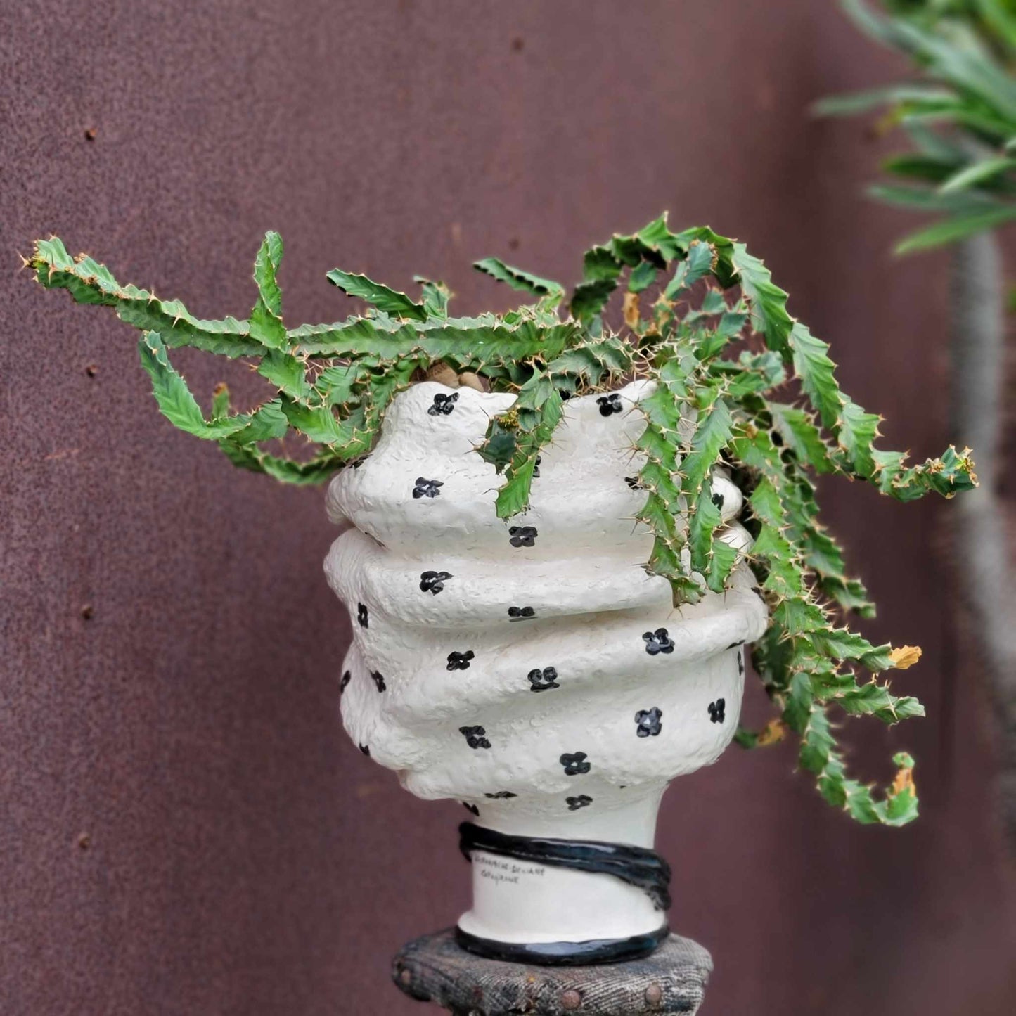 Euphorbia clavigera f. persistens - BIG - Seed Grown x 5