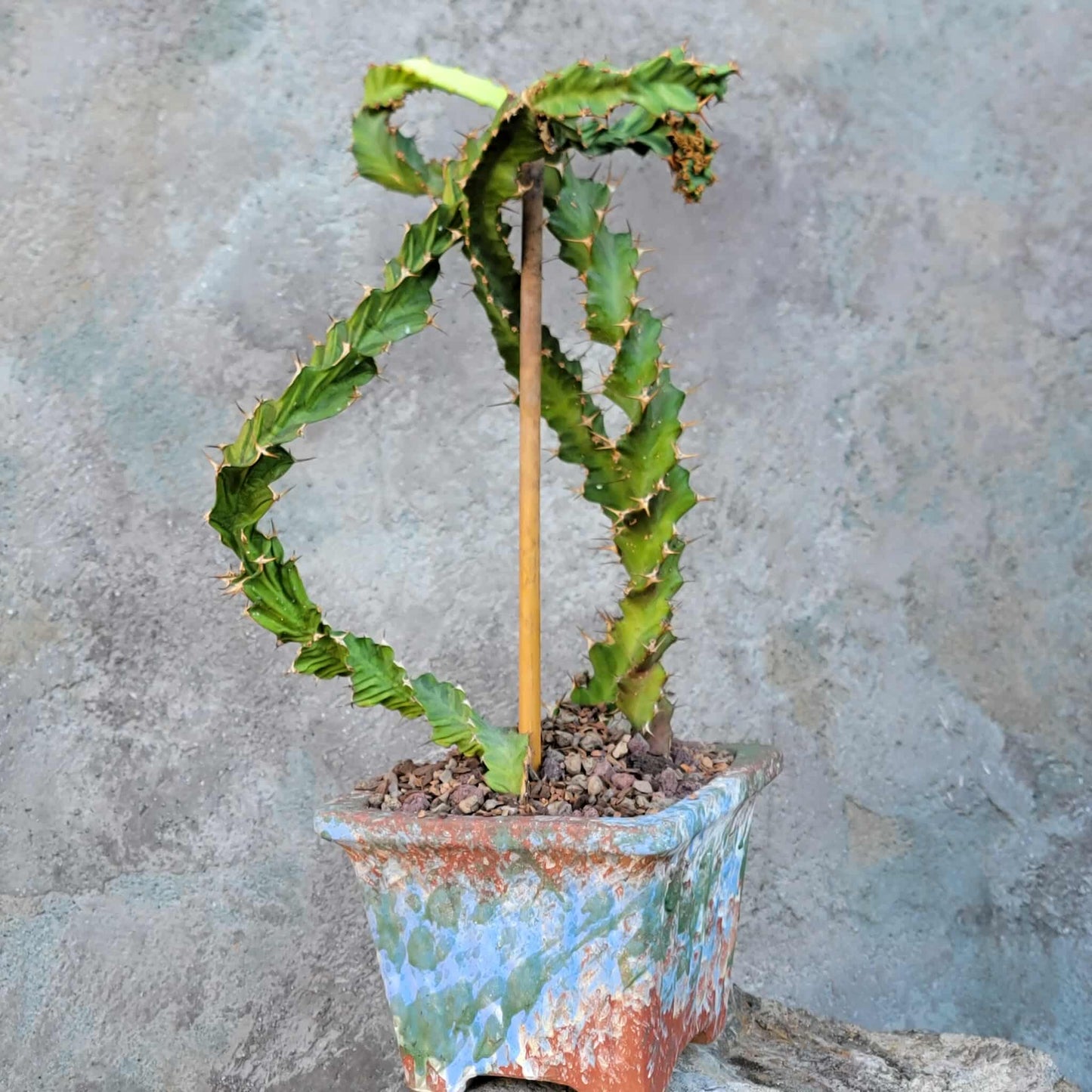 Euphorbia clavigera f. persistens - Seed Grown