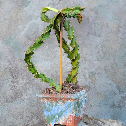 Euphorbia clavigera f. persistens - Seed Grown