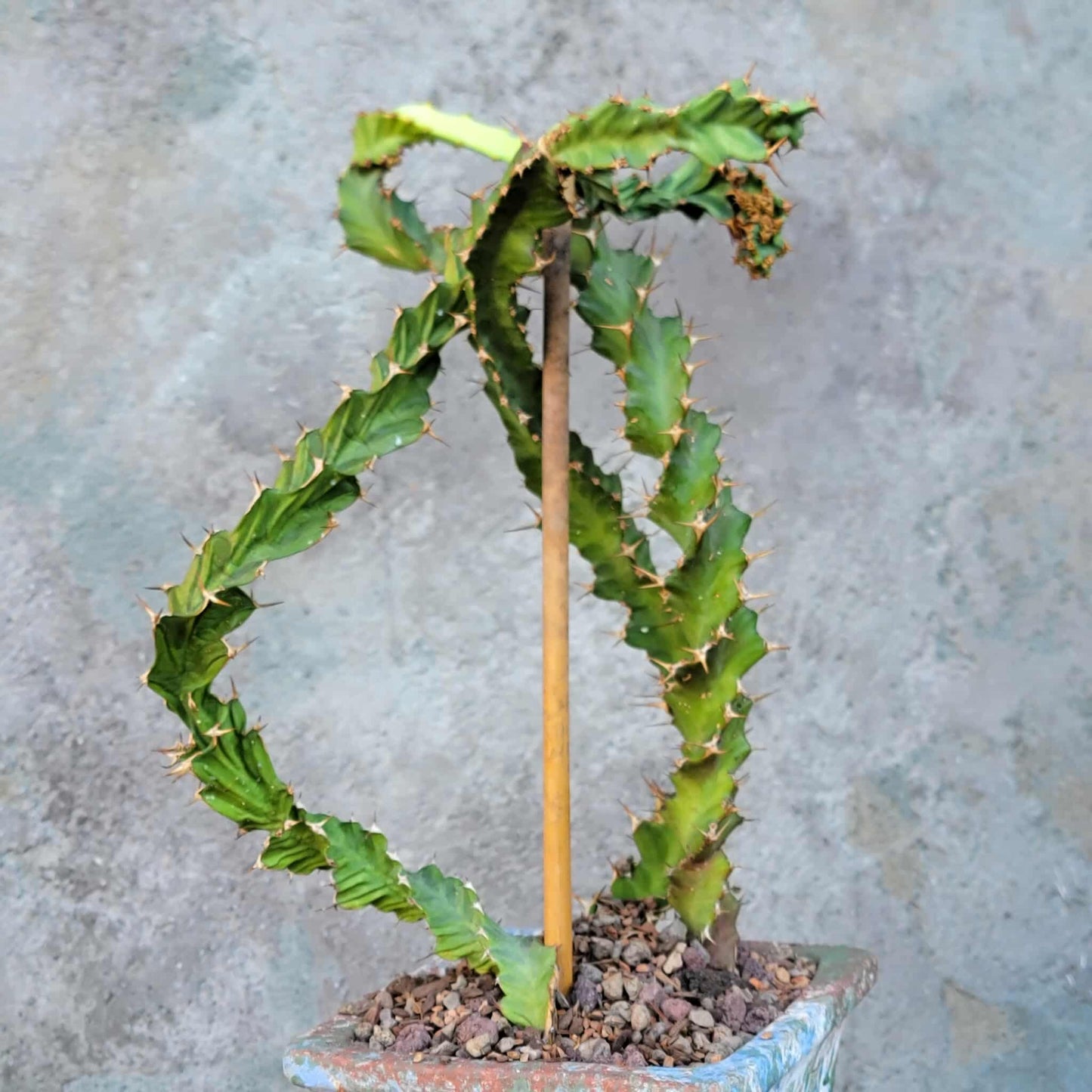 Euphorbia clavigera f. persistens - Seed Grown