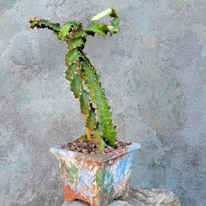 Euphorbia clavigera f. persistens - Seed Grown
