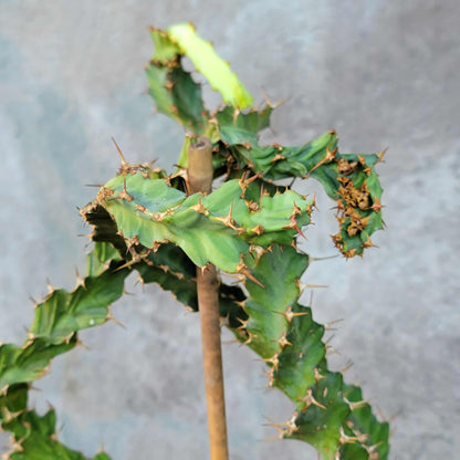 Euphorbia clavigera f. persistens - Seed Grown