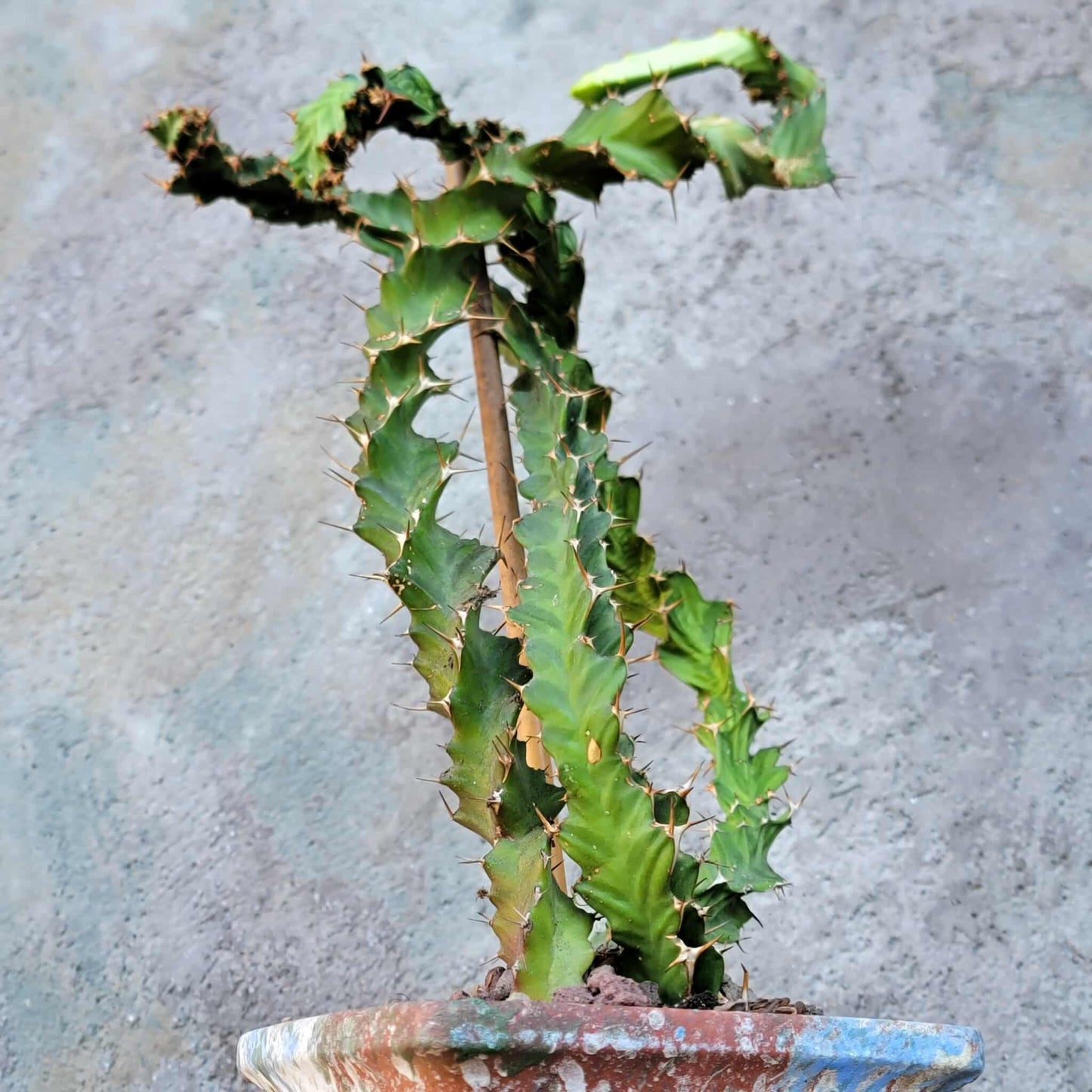Euphorbia clavigera f. persistens - Seed Grown