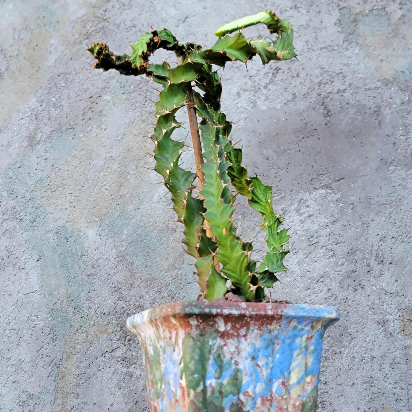 Euphorbia clavigera f. persistens - Seed Grown