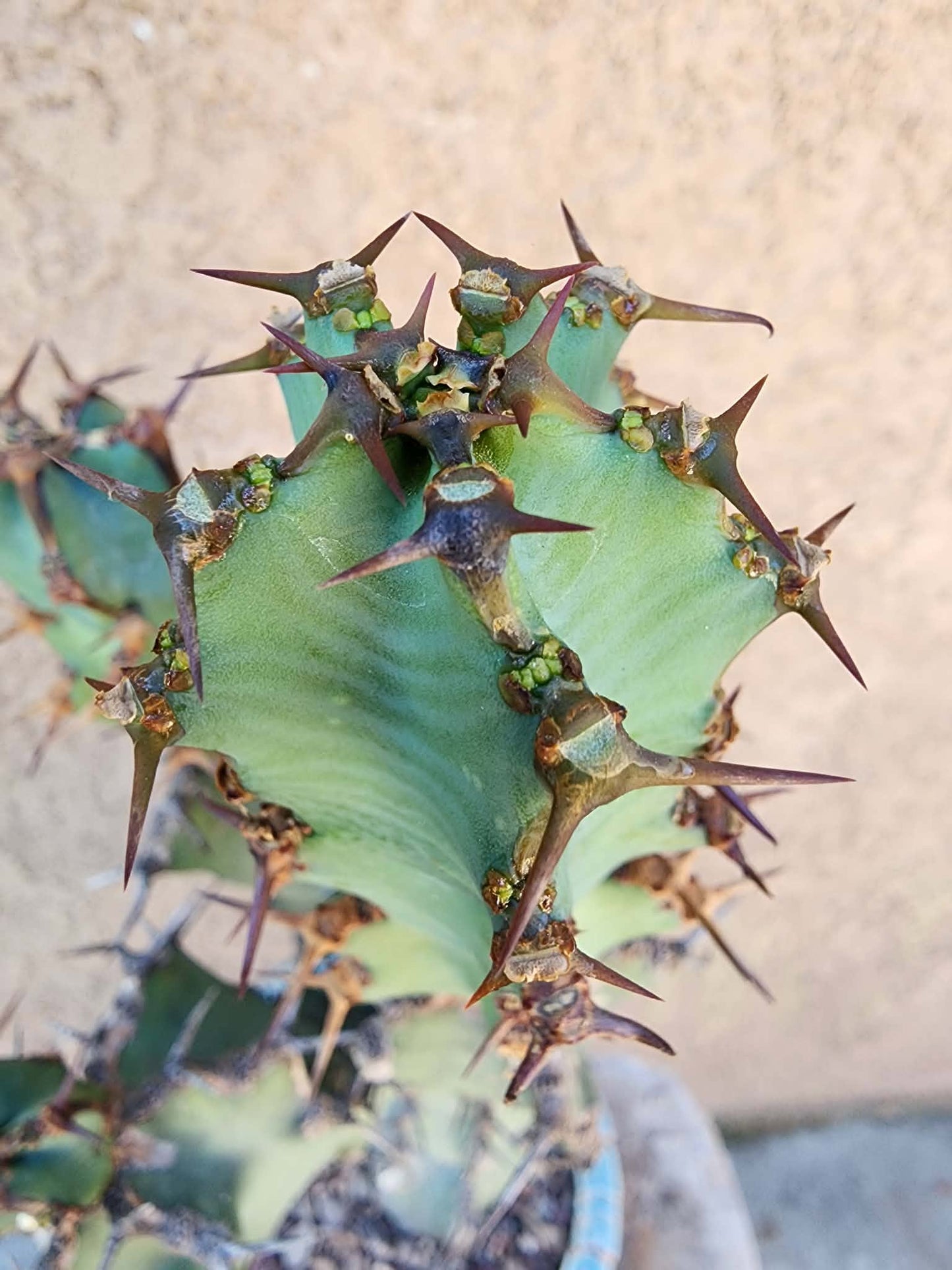 Euphorbia caerulescens — Blue Euphorbia