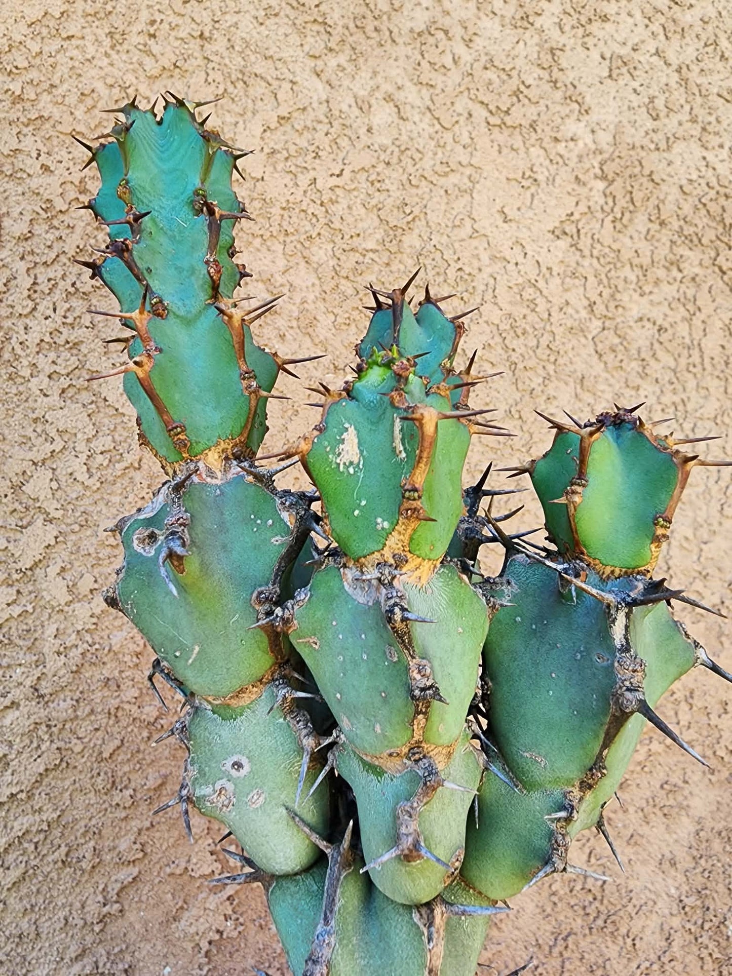 Euphorbia caerulescens — Blue Euphorbia