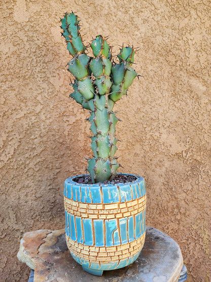 Euphorbia caerulescens — Blue Euphorbia