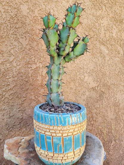 Euphorbia caerulescens — Blue Euphorbia