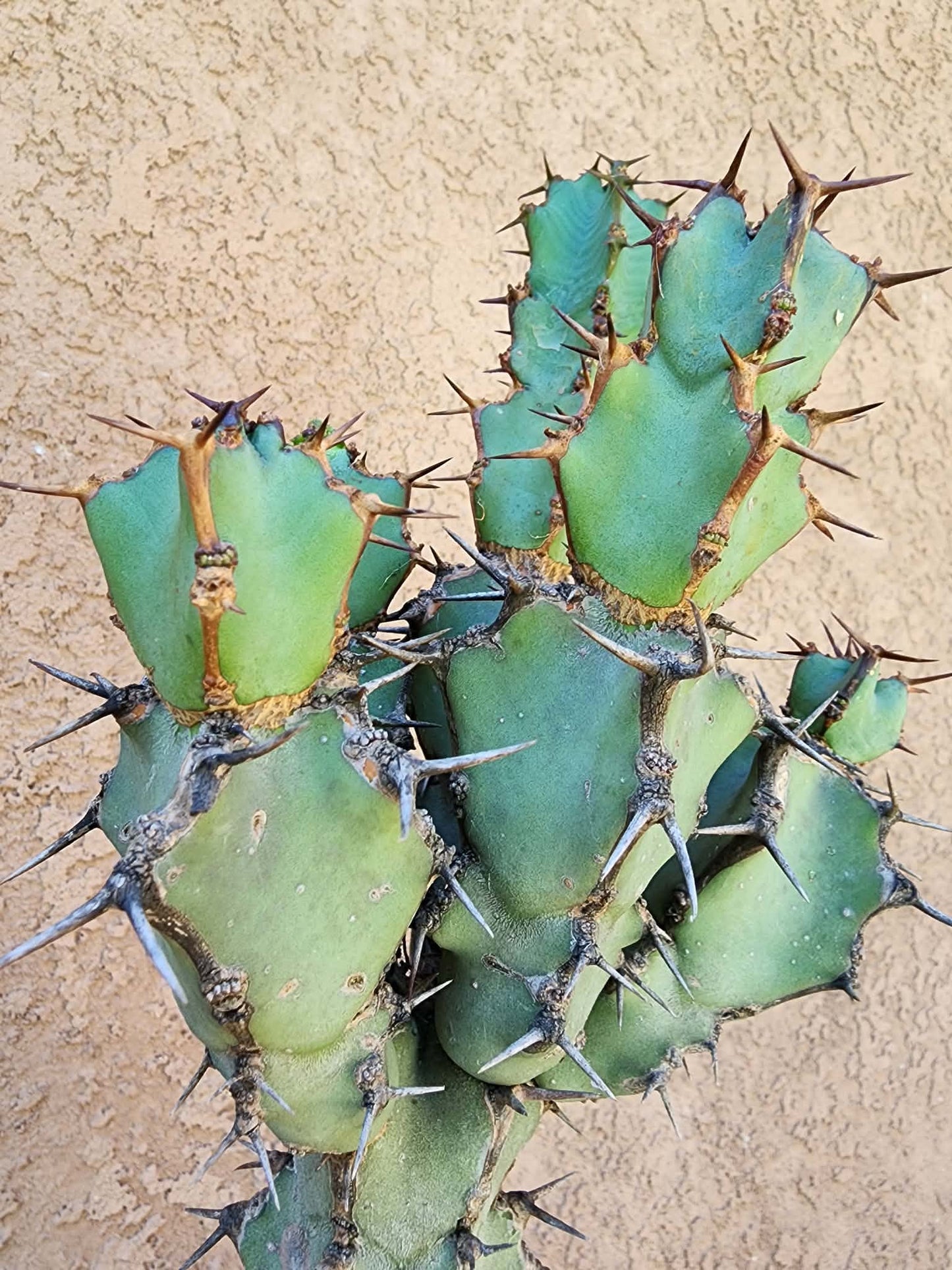 Euphorbia caerulescens — Blue Euphorbia