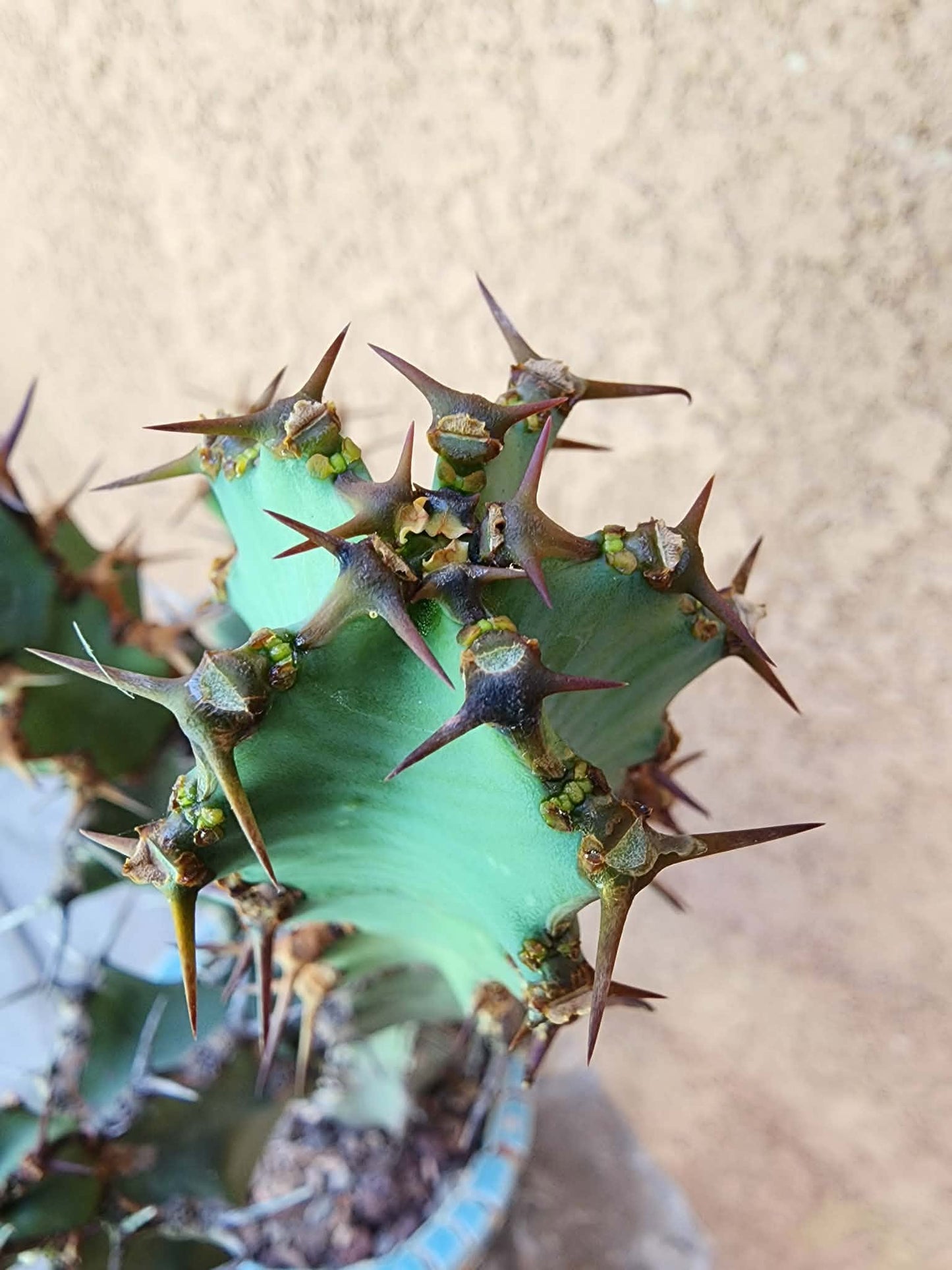 Euphorbia caerulescens — Blue Euphorbia