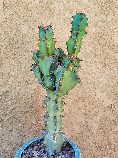 Euphorbia caerulescens — Blue Euphorbia