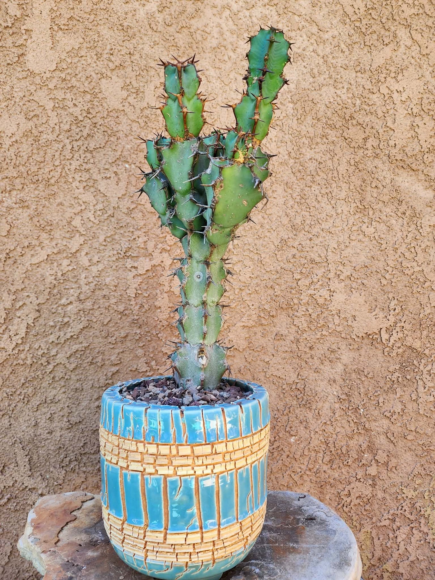 Euphorbia caerulescens — Blue Euphorbia
