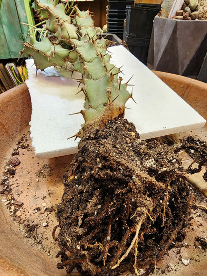 Euphorbia caerulescens — Blue Euphorbia