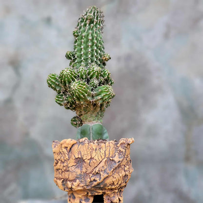 Euphorbia columnaris - Big and loaded with babies!