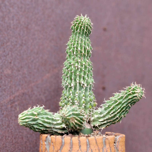 Euphorbia columnaris - Multiple Arms