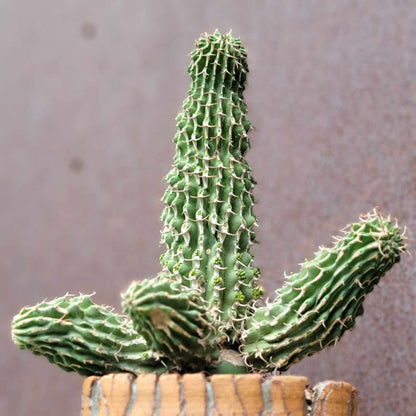 Euphorbia columnaris - Multiple Arms