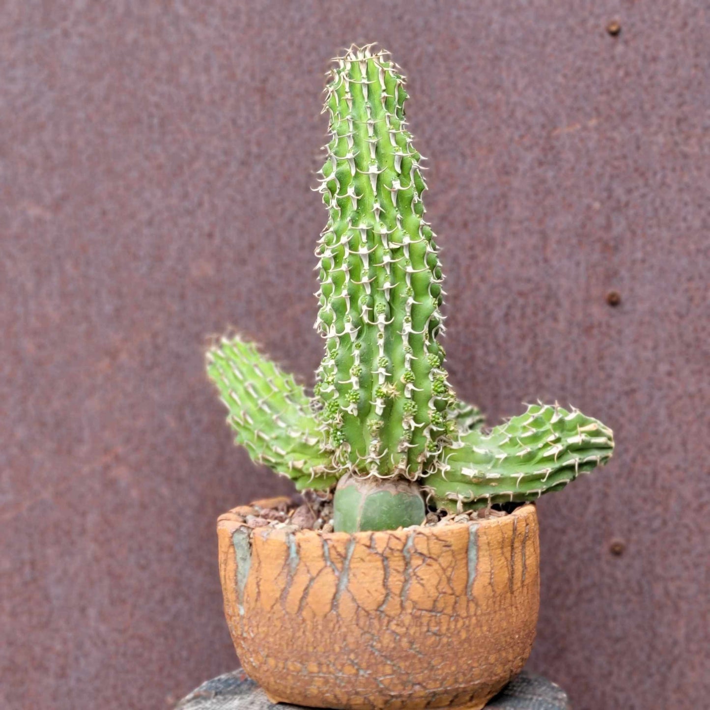 Euphorbia columnaris - Multiple Arms