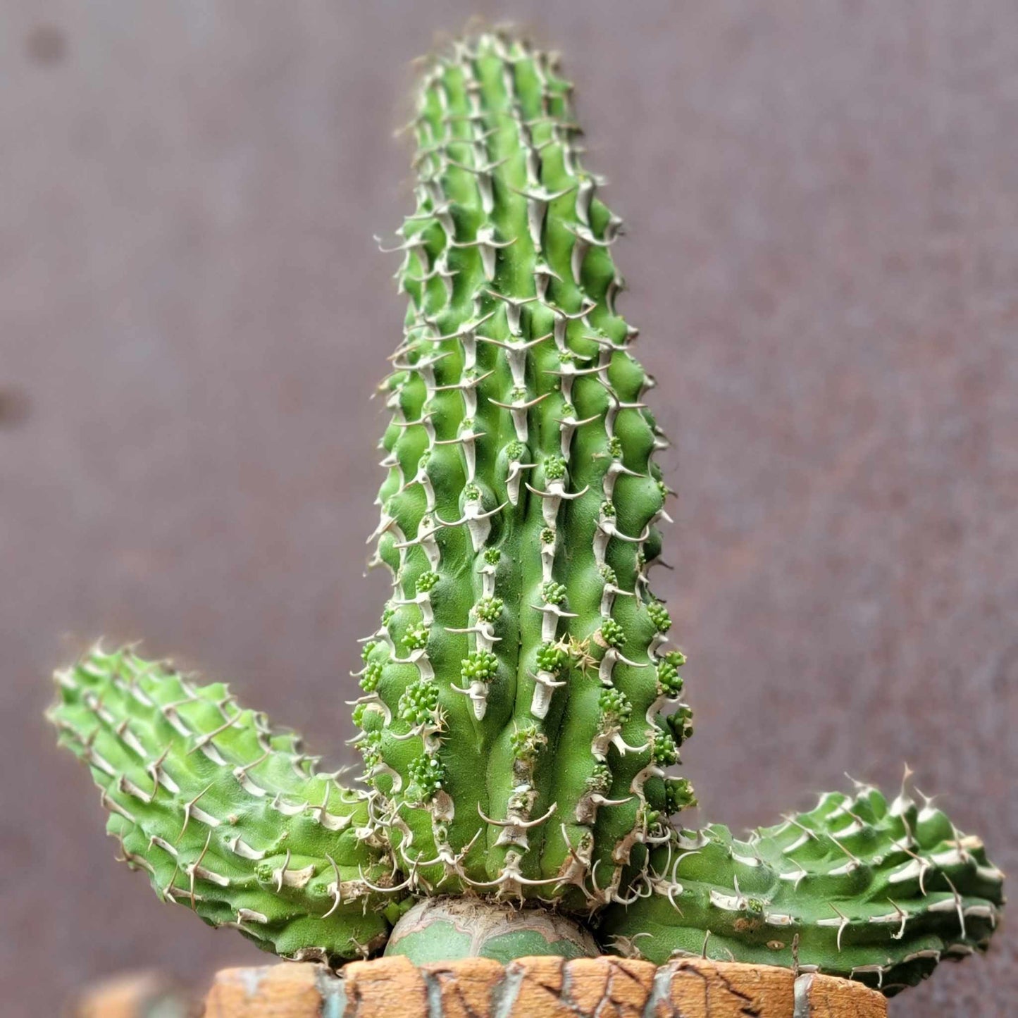 Euphorbia columnaris - Multiple Arms