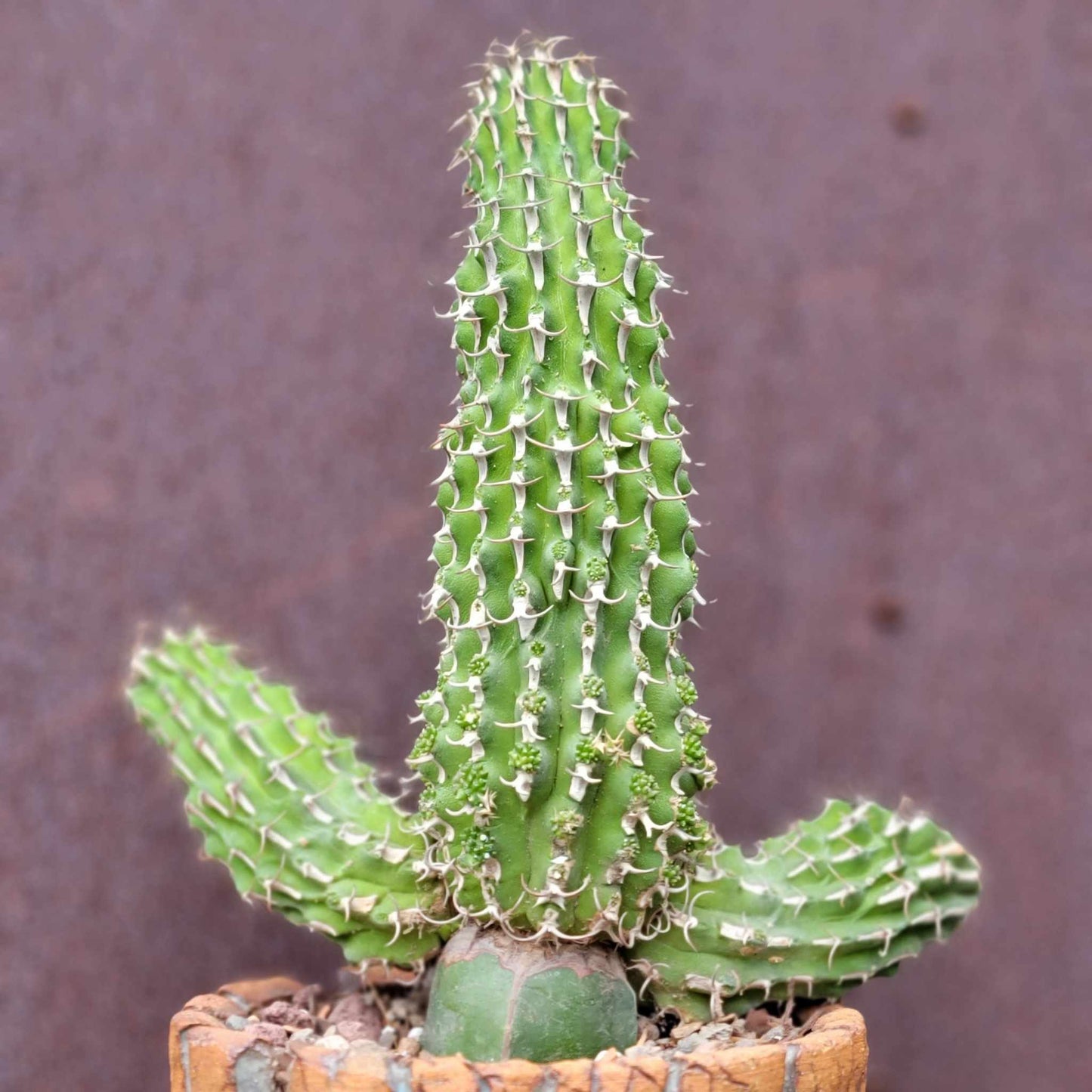 Euphorbia columnaris - Multiple Arms