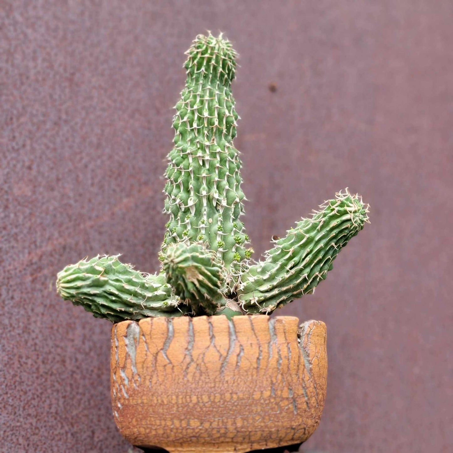 Euphorbia columnaris - Multiple Arms