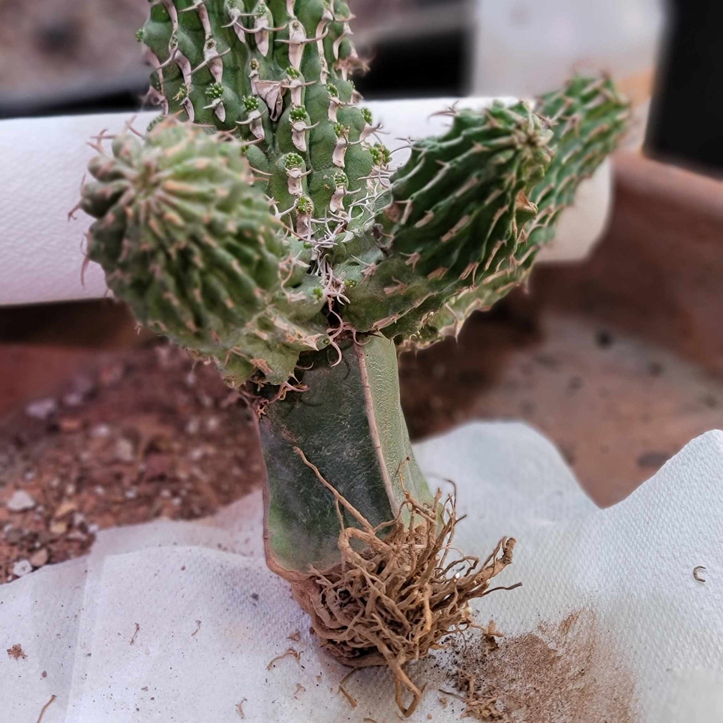 Euphorbia columnaris - Multiple Arms